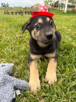 Black Labrador Retriever and German Shepherd Dog Dogs Available for Adoption in Paramus, New Jersey - Nick | PetCurious