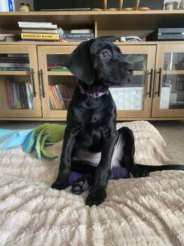 Sadie Pearl -  Labrador Retriever and Mixed Breed Dog for Adoption in Lansing, Michigan - Sadie Pearl | PetCurious