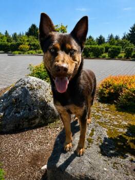 Finn -  German Shepherd Dog and Mixed Breed Dog for Adoption in Seattle, Washington - Finn | PetCurious