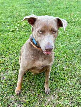 Labrador Retriever and Weimaraner Dogs Available for Adoption in Lucedale, Mississippi - Toby | PetCurious