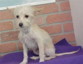 A2093761 -  Chihuahua and Mixed Breed Dog for Adoption in Houston, Texas - A2093761 | PetCurious