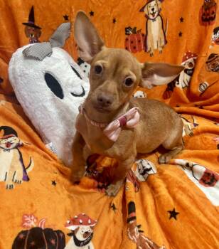 Lucy -  Chiweenie Dog for Adoption in Corona, California - Lucy | PetCurious
