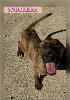 SNICKERS -  Terrier and Hound Dog for Adoption in Holbrook, New York - SNICKERS | PetCurious