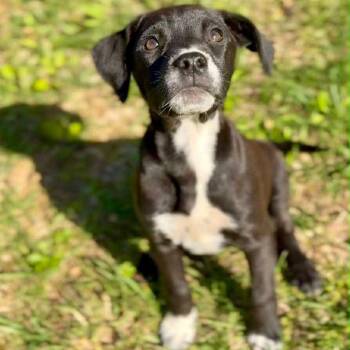 Mixed Breed Dogs Available for Adoption in Mentor, Ohio - Gin Fizz | PetCurious