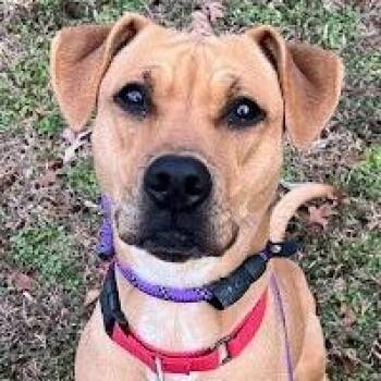 Terrier Dogs Available for Adoption in Calverton, New York - Hazel II | PetCurious