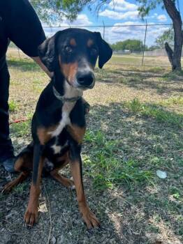Doberman Pinscher and Mixed Breed Dogs Available for Adoption in Fort Collins, Colorado - Rafael | PetCurious