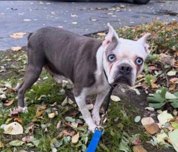 Rescue Boston Terrier Dogs for Adoption in Hamburg, New York - Libby | PetCurious