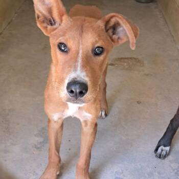 Aristotle -  Mixed Breed Dog for Adoption in Valley, Alabama - Aristotle | PetCurious