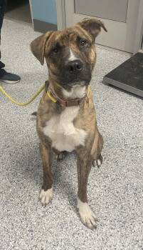 Judah -  Boxer and Terrier Dog for Adoption in Kansas City, Missouri - Judah | PetCurious