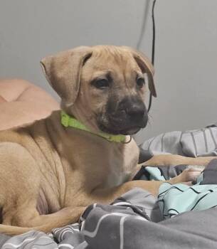Brioche -  Labrador Retriever Dog Available for Adoption in New Bern, North Carolina - Brioche | PetCurious