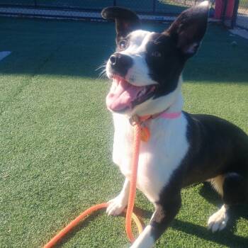 Mixed Breed Dogs Available for Adoption - Donna | PetCurious