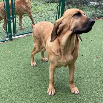 Bloodhound and None Dogs Available for Adoption in Loxahatchee Groves, Florida - Shasta 2993 | PetCurious