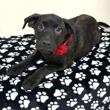 Sparrow -  Labrador Retriever Dog for Adoption in Greensburg, Pennsylvania - Sparrow | PetCurious