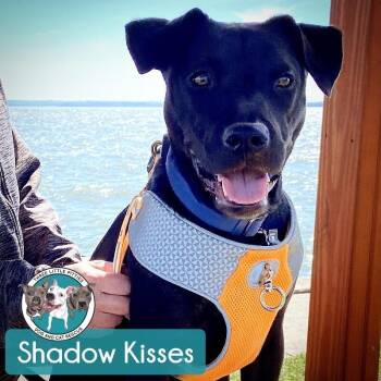 Shadow Mini Hershey Kisses -  Black Labrador Retriever and Pit Bull Terrier Dog for Adoption in Friendswood, Texas - Shadow Mini Hershey Kisses | PetCurious