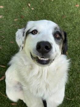 Hazel - 1 -  Cattle Dog and Mixed Breed Dog for Adoption in Daytona Beach, Florida - Hazel - 1 | PetCurious