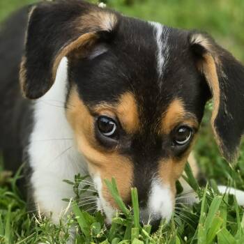 Atlas -  Beagle Dog for Adoption in Lancaster, South Carolina - Atlas | PetCurious
