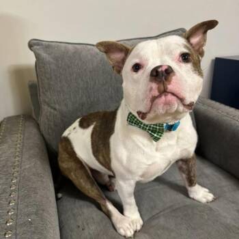 American Bully Dogs Available for Adoption in Philadelphia, Pennsylvania - Drama | PetCurious