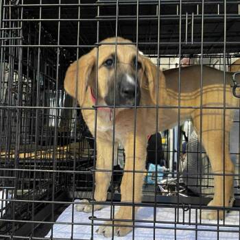 Black Mouth Cur and Mixed Breed Dogs Available for Adoption in Wadena, Minnesota - Lucy | PetCurious