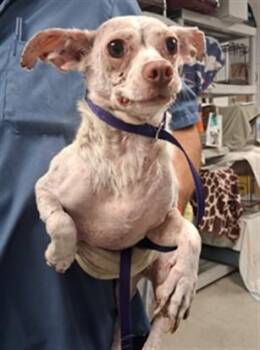 Griselda -  Chihuahua Dog for Adoption in Creston, California - Griselda | PetCurious