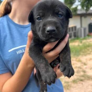 Marley -  German Shepherd Dog and Black Labrador Retriever Dog for Adoption in Buchanan Dam, Texas - Marley | PetCurious