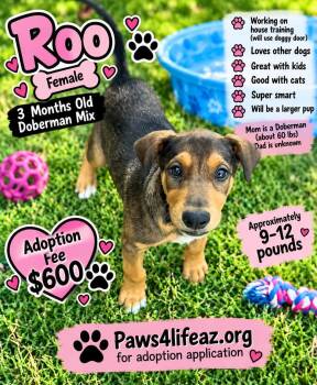 Roo -  Doberman Pinscher Dog for Adoption in San Tan Valley, Arizona - Roo | PetCurious