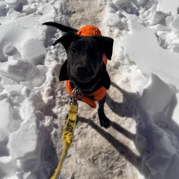 Coal -  Labrador Retriever and Mixed Breed Dog for Adoption in New York, New York - Coal | PetCurious