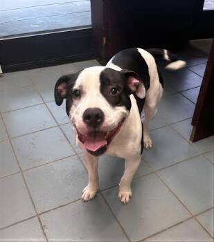 Mixed Breed Dogs Available for Adoption - Holstein | PetCurious