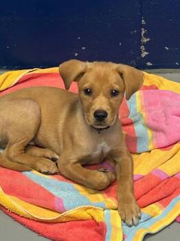 Tiki -  Golden Retriever and Labrador Retriever Dog for Adoption in Hartsville, South Carolina - Tiki | PetCurious