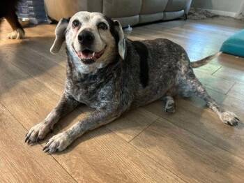 Meko -  Cattle Dog and Beagle Dog for Adoption in East Greenwich Township, New Jersey - Meko | PetCurious