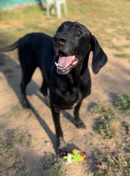Rescue Great Dane and Mixed Breed Dogs for Adoption in Roachdale, Indiana - Carl | PetCurious