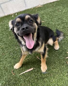 Stevo -  Spaniel and French Bulldog Dog for Adoption in Cypress, California - Stevo | PetCurious