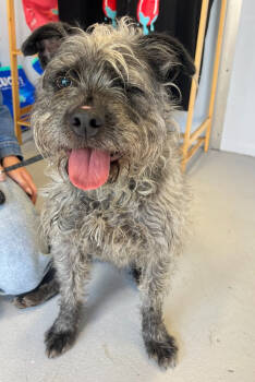 Rescue Terrier Dogs for Adoption in Los Angeles, California - Winky #0417 | PetCurious