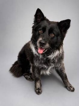 Chunky -  Border Collie and Australian Cattle Dog Blue Heeler Dog for Adoption in Bowling Green, Kentucky - Chunky | PetCurious