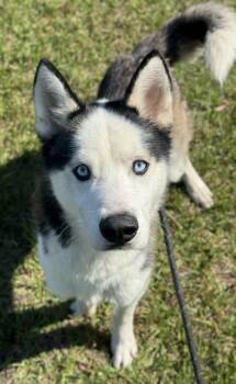 Siberian Husky Dogs Available for Adoption - MAX | PetCurious
