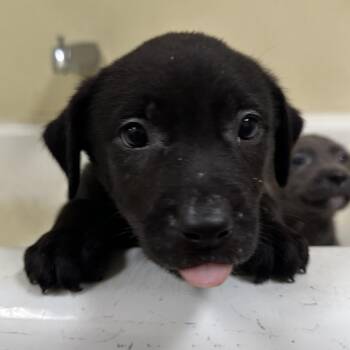 Hook aka Ringo -  Rottweiler and Mixed Breed Dog for Adoption in Palestine, Texas - Hook Aka Ringo | PetCurious
