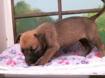 German Shepherd Dog and Mixed Breed Dogs Available for Adoption - A2066157 | PetCurious