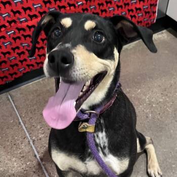 Hound and Shepherd Dogs Available for Adoption in Washburn, Missouri - Lady May (Delilah) | PetCurious