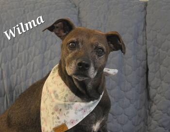 Wilma -  Boxer and Terrier Dog for Adoption in Medfield, Massachusetts - Wilma | PetCurious