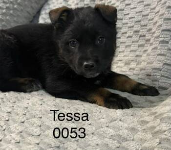 Shepherd Dogs Available for Adoption in Hop Bottom, Pennsylvania - Tessa | PetCurious