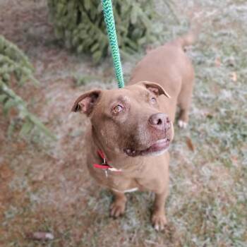 Chocolate Labrador Retriever and Mixed Breed Dogs Available for Adoption in Oxford, Michigan - Coco | PetCurious
