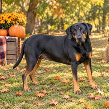 Allison -  Black And Tan Coonhound and Mixed Breed Dog for Adoption in Hopkinton, Massachusetts - Allison | PetCurious