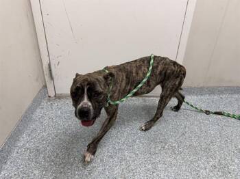 AERIAL -  Pit Bull Terrier Dog for Adoption in Rowlett, Texas - AERIAL | PetCurious