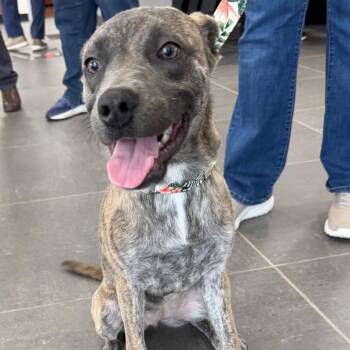 Posey -  Catahoula Leopard Dog and Labrador Retriever Dog for Adoption in Abbotsford, British Columbia - Posey | PetCurious