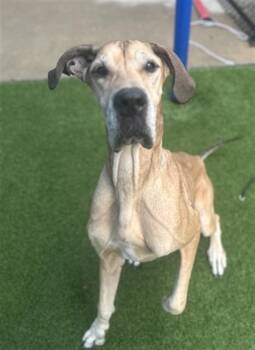 Great Dane Dogs Available for Adoption in Dallas, Texas - GOLDEN | PetCurious