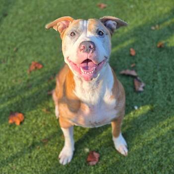 Luna -  Pit Bull Terrier Dog for Adoption in Greensboro, North Carolina - Luna | PetCurious
