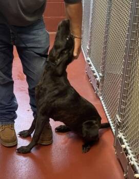 Rescue Plott Hound and Hound Dogs for Adoption in Hot Springs, Virginia - Winnie | PetCurious