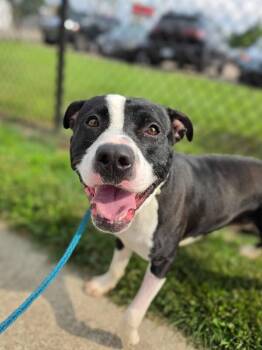 Pepe -  Mixed Breed Dog for Adoption in Cincinnati, Ohio - Pepe | PetCurious