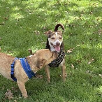 Karol -  Dachshund and Terrier Dog for Adoption in Cedar Park, Texas - Karol | PetCurious