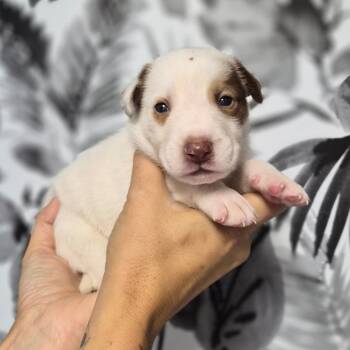 Baja Blast -  Shepherd Dog for Adoption in Wahiawa, Hawaii - Baja Blast | PetCurious