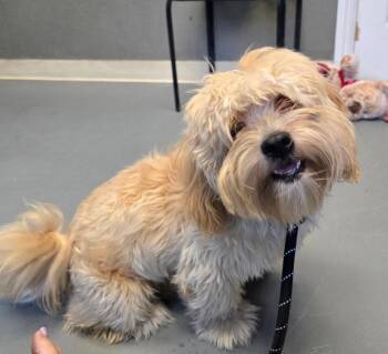 Shih Tzu and Poodle Dogs Available for Adoption in Modesto, California - Canelo | PetCurious